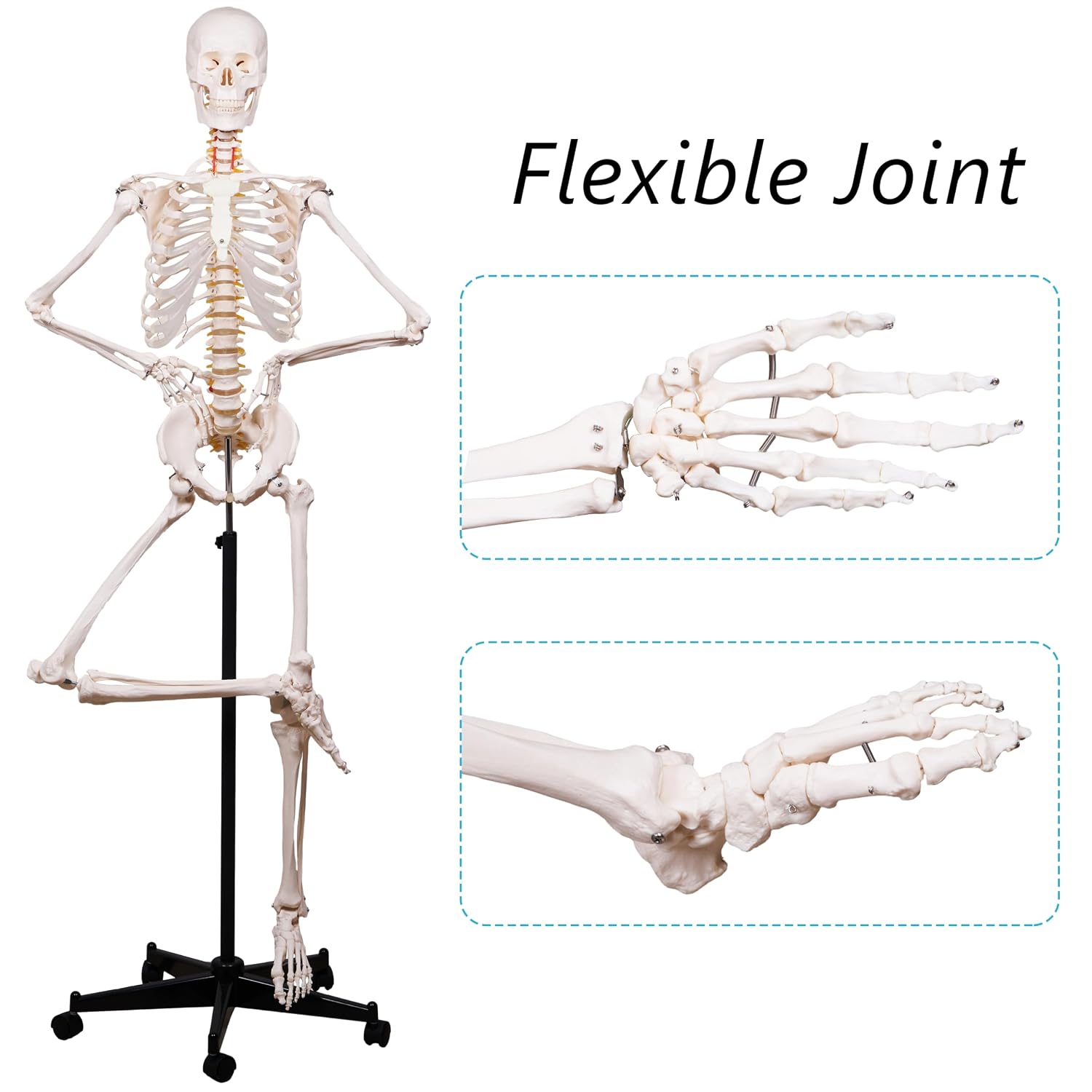 Human Skeleton Model for Anatomy -Life Size Anatomical Skeleton Medical Model with Nervous System 70.8 in with