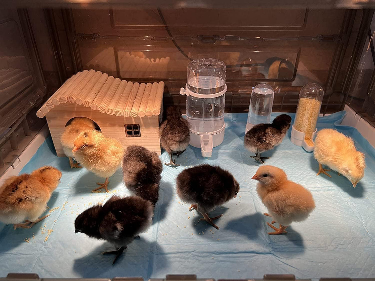 Chick Brooder,Brooder Box for Chicks,Brooder Heater Warms up to 15 Chicks (20″x14″x12″)