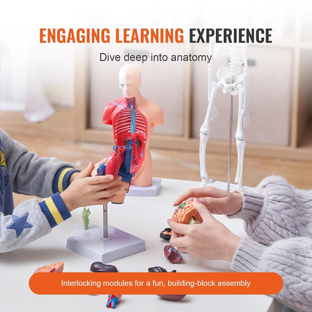 Human Anatomy Model Bundle Set - Human Skeleton, Brain, Human Torso Body, Heart - Set of 4, Detachable Hands-on 3D