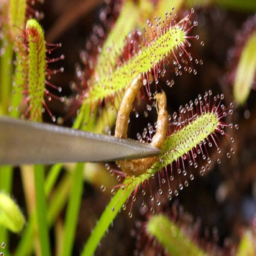 Freeze-Dried Bloodworms, Our Grade A Floating Bloodworms for All Freshwater Fish, Marines Corals, Anemones, Baby Pond