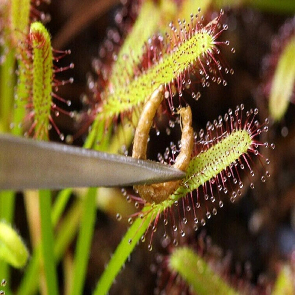 Freeze-Dried Bloodworms, Our Grade A Floating Bloodworms for All Freshwater Fish, Marines Corals, Anemones, Baby Pond