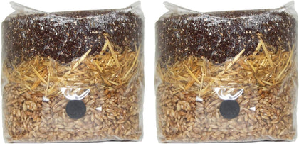 All in One Mushroom Grow Bag (2 Pack)