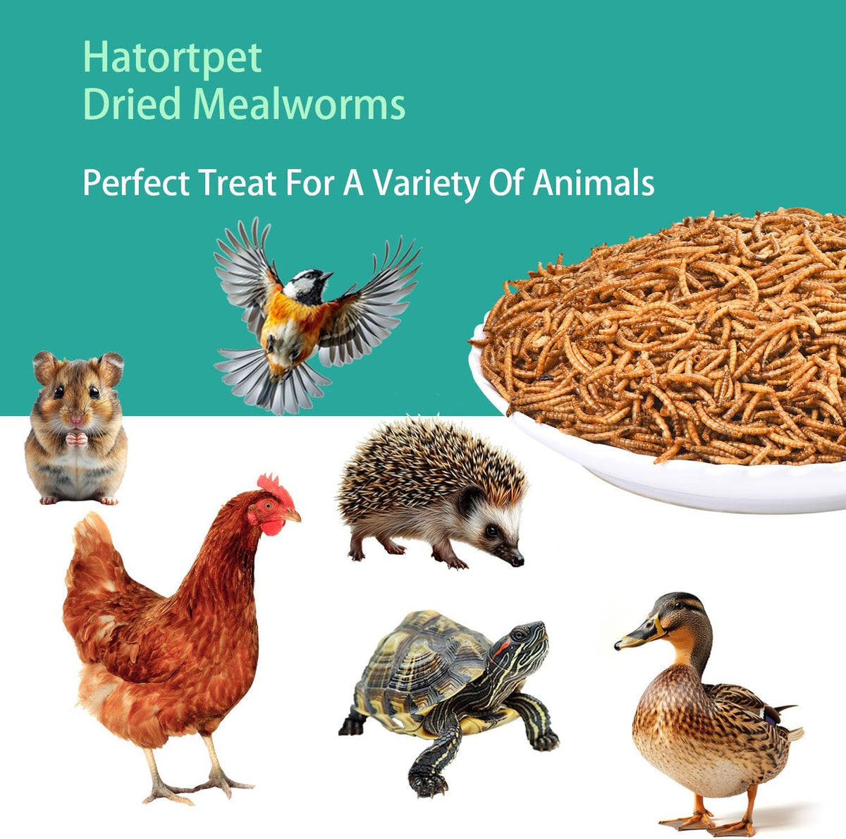 Dried Mealworms 10LB Pure Natural Chicken Treat for Laying Hens Wild Bird