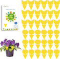 Fruit Fly Sticky Trap for Indoor and Outdoor, 36 Pack Fungus Gnat Killer for Houseplant,Mosquitos, Flying Insect