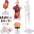 Human Anatomy Models Bundle Set, Brain, Human Torso Body, Heart & Skeleton | Non-Toxic PVC 3D Anatomy Models for