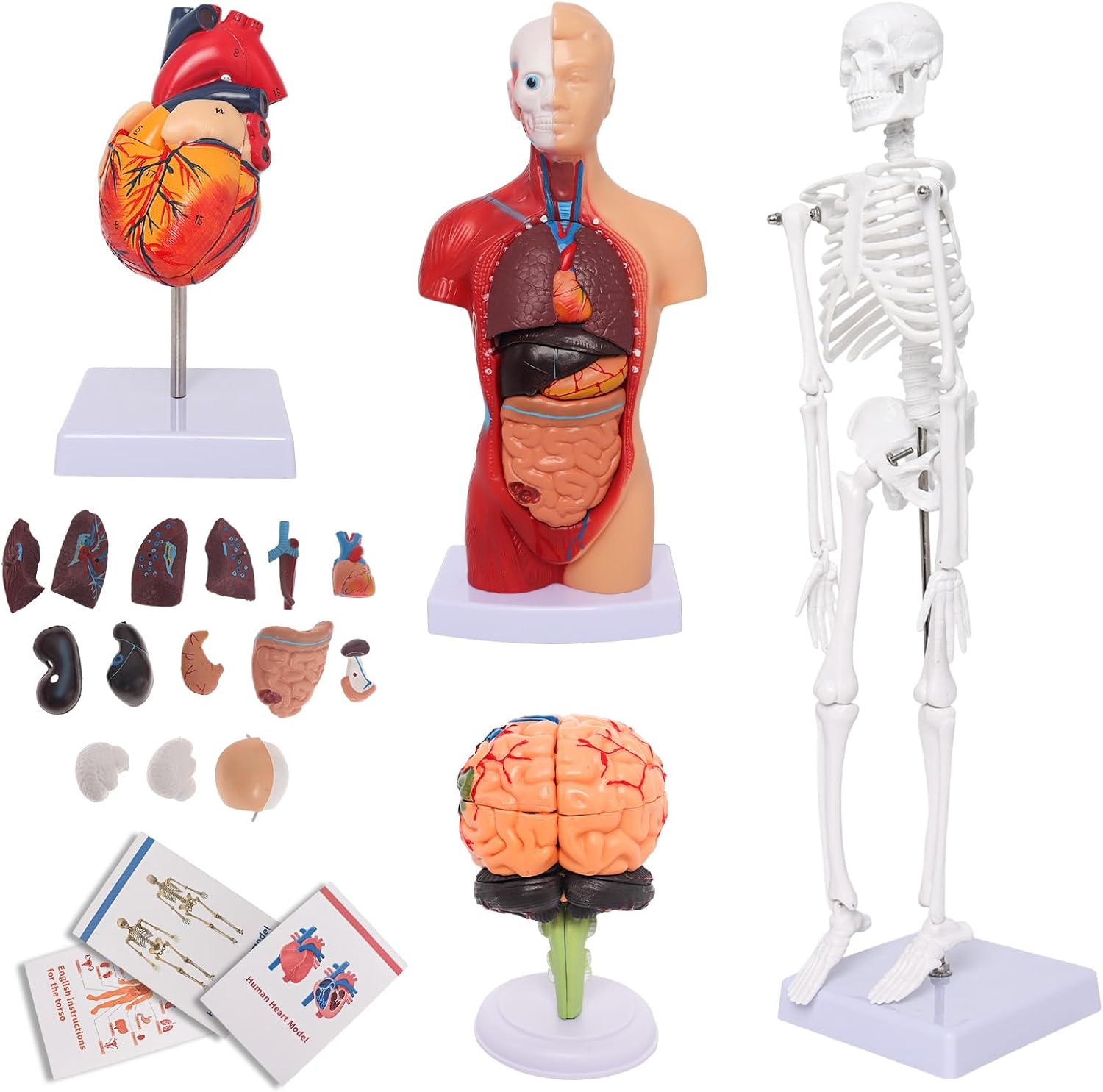 Human Anatomy Models Bundle Set, Brain, Human Torso Body, Heart & Skeleton | Non-Toxic PVC 3D Anatomy Models for