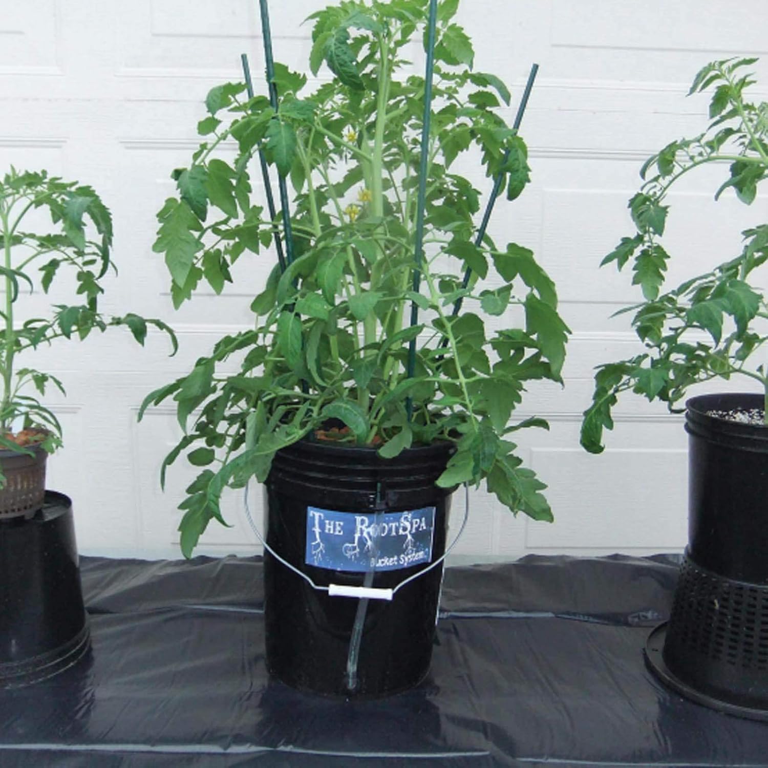 RS5GALSYS Root Spa Deep Water Culture Bucket System, 5 Gallon, black | 8 in Grow Basket, Air Pump Included, 1/2 in