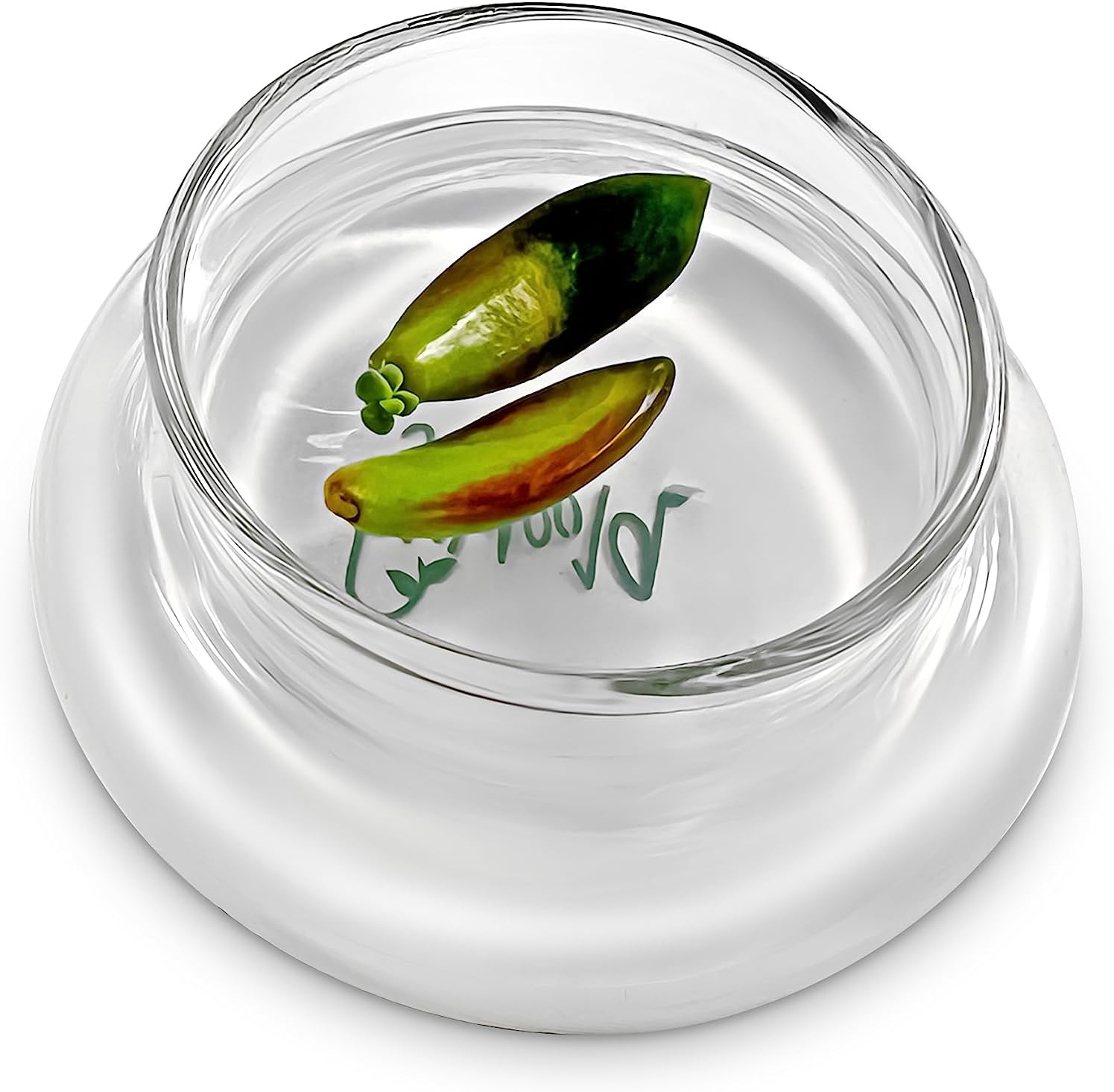 Terra Gel Plant Propagation Seed Starter Tray with Glass Dome – Advanced Technology Gardening Supplies Plant