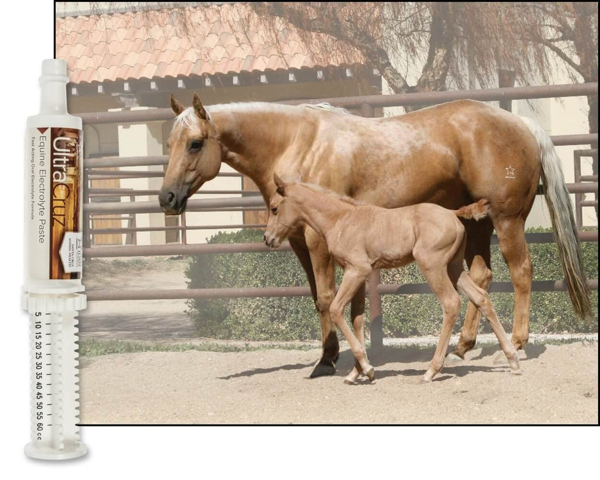 sc-516041 Equine Electrolyte Supplement for Horses, 60 ml, Paste