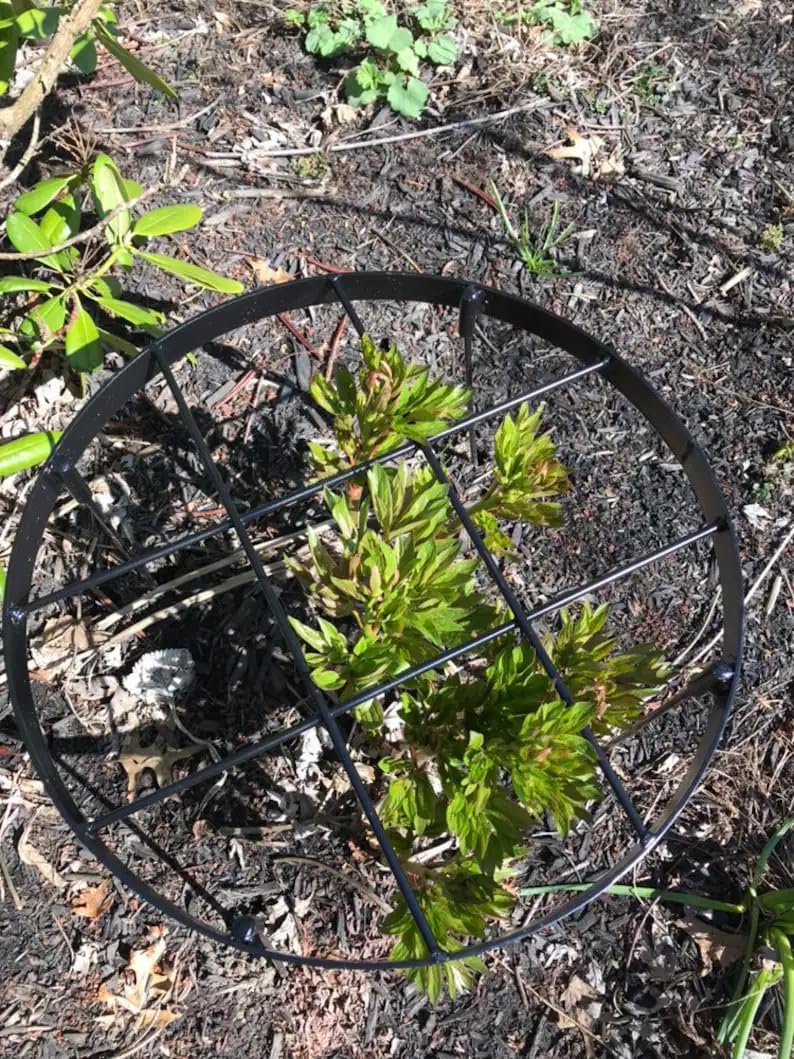 Large Peony Cages and Supports 18.9"x23.6" - Durable Round Garden Flower Rings | Tall Plant Support Stakes for