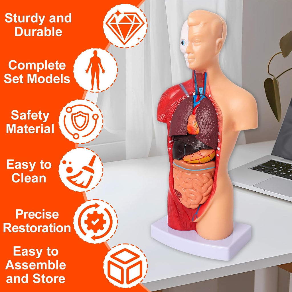 Human Anatomy Models Bundle Set, Brain, Human Torso Body, Heart & Skeleton | Non-Toxic PVC 3D Anatomy Models for