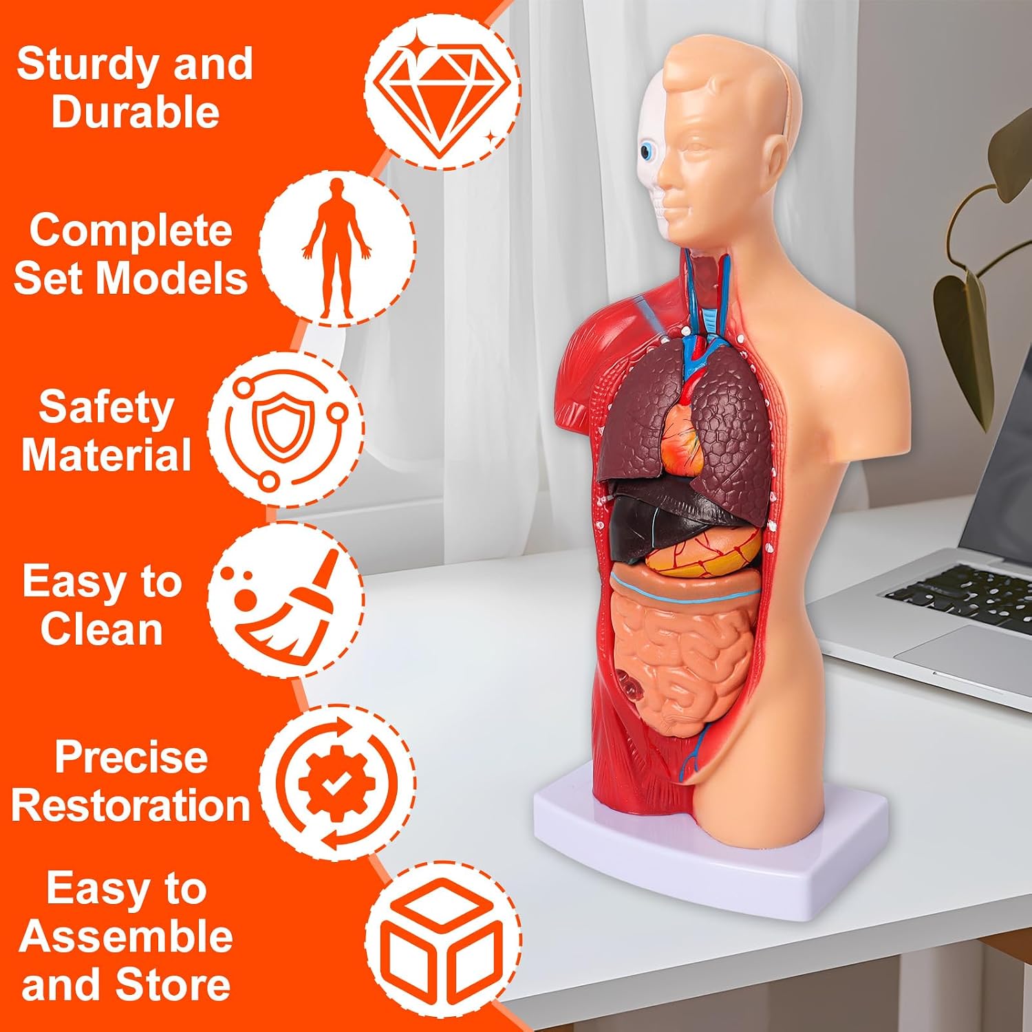 Human Anatomy Models Bundle Set, Brain, Human Torso Body, Heart & Skeleton | Non-Toxic PVC 3D Anatomy Models for