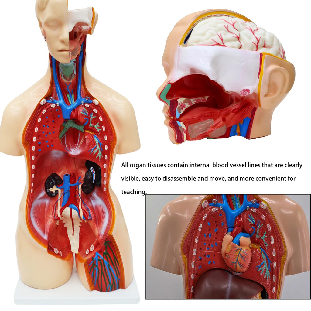 Anatomical Human Torso Body Model with 23 Removable Organs Parts 33.5in Life Size with Heart Head Skull Brain