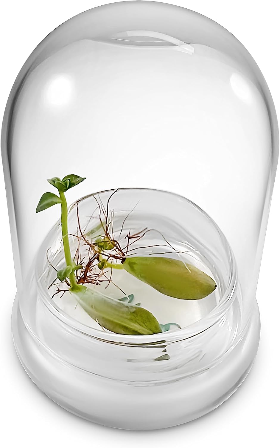 Terra Gel Plant Propagation Seed Starter Tray with Glass Dome – Advanced Technology Gardening Supplies Plant