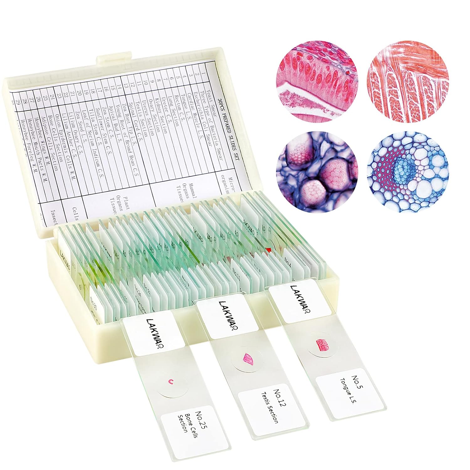 30 Microscope Slides with Specimens for Kids, Prepared Microscope Slides for Kids Microbiology, Glass Slides for