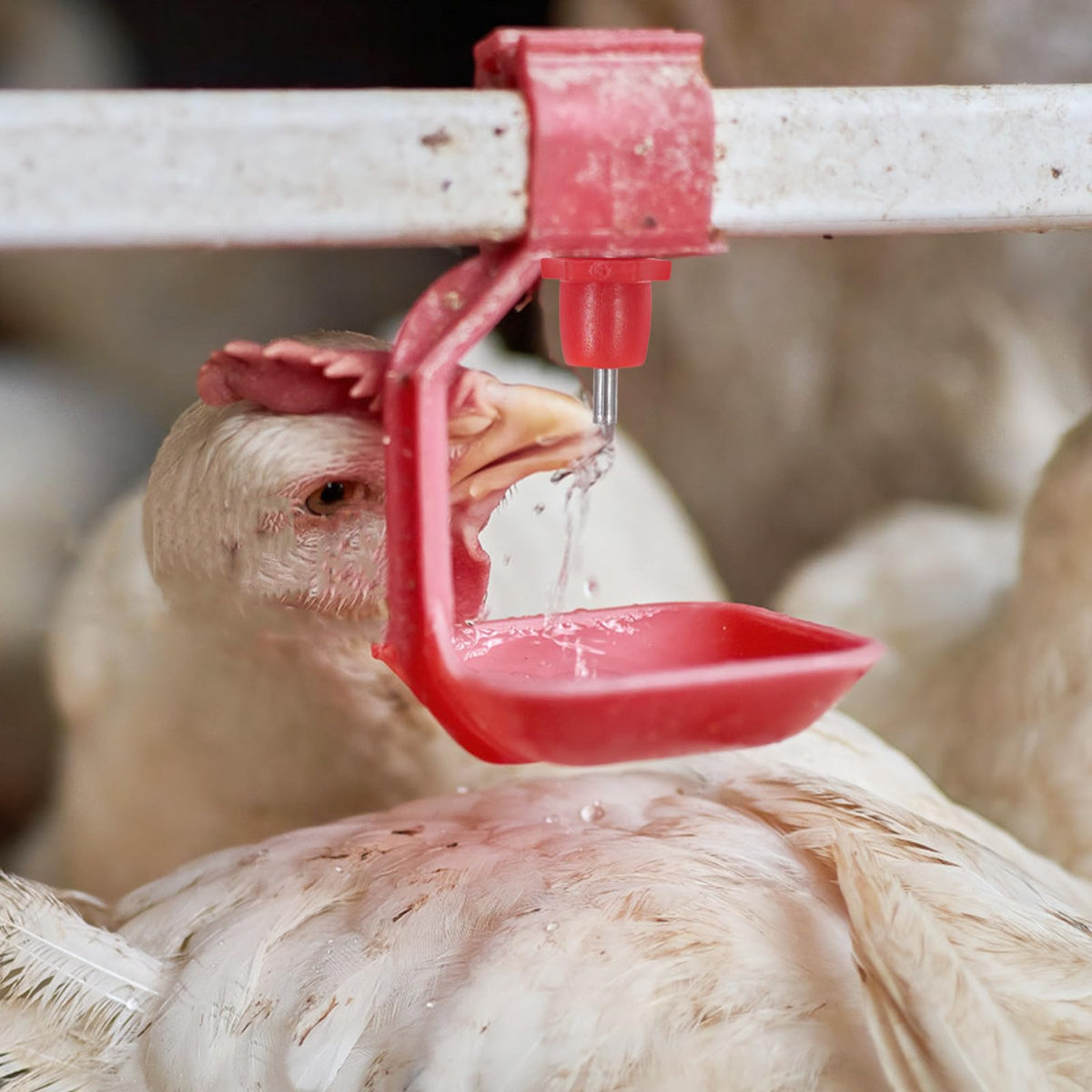 20pcs Chicken Water Nipples Steel PVC Automatic Poultry Waterer Kit