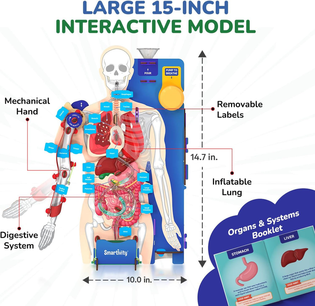 Interactive Human Body Model for Kids 8-14 Years I Dynamic Body Parts & Organs + Learning Booklet | Birthday Gift for