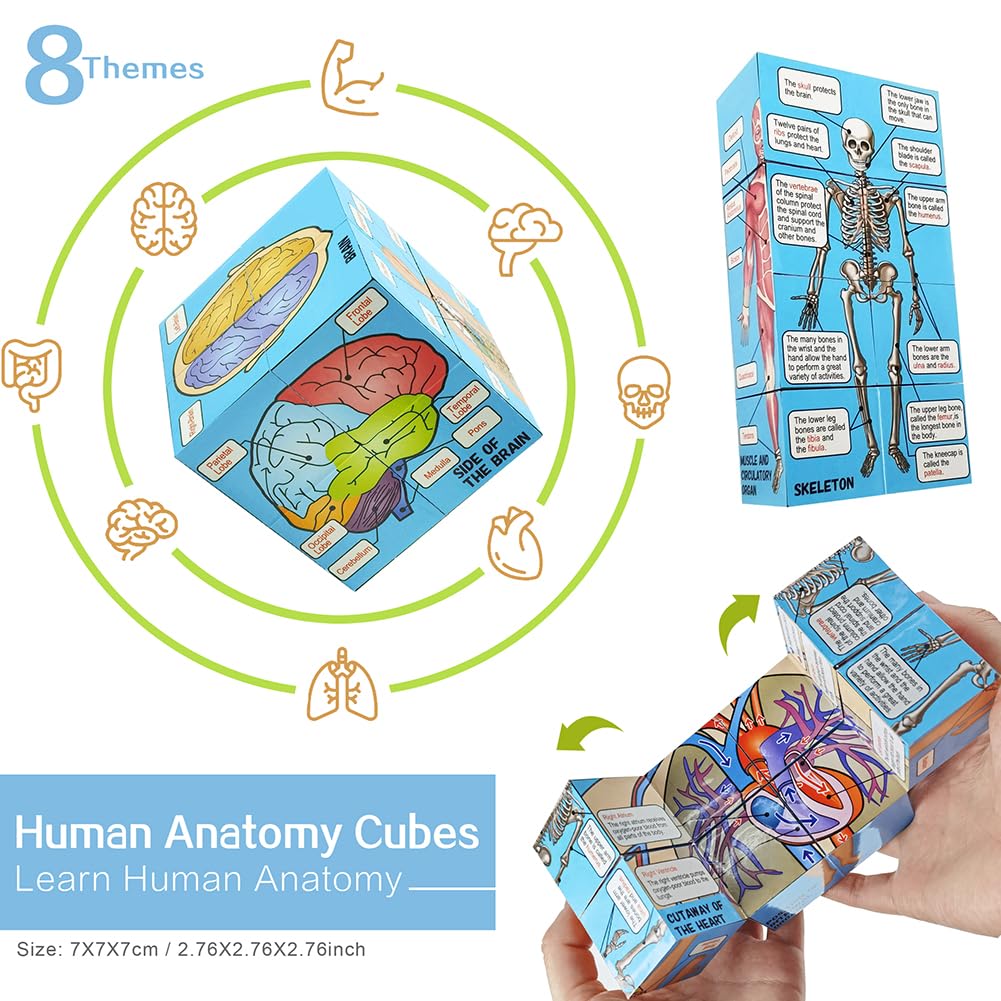 Human Anatomical Body, Skeleton, Heart, Skull with Brain Models, Cubes Sets | EVOTECH SCIENTIFIC Best Anatomy Model