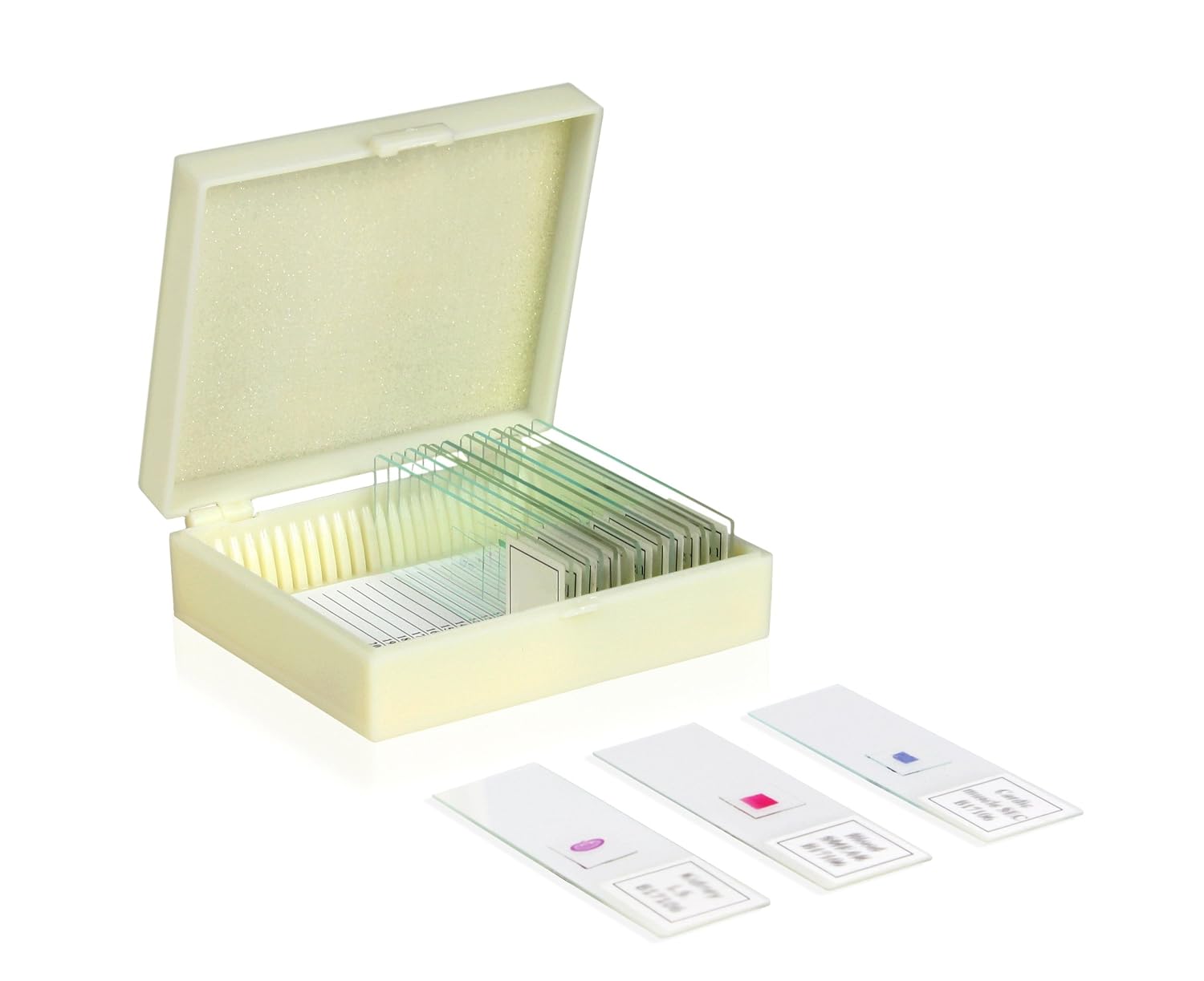 VSH112 Microscope Prepared Slide Set – Human Physiology (Set of 16) | Slides are Clearly Labeled for Easy