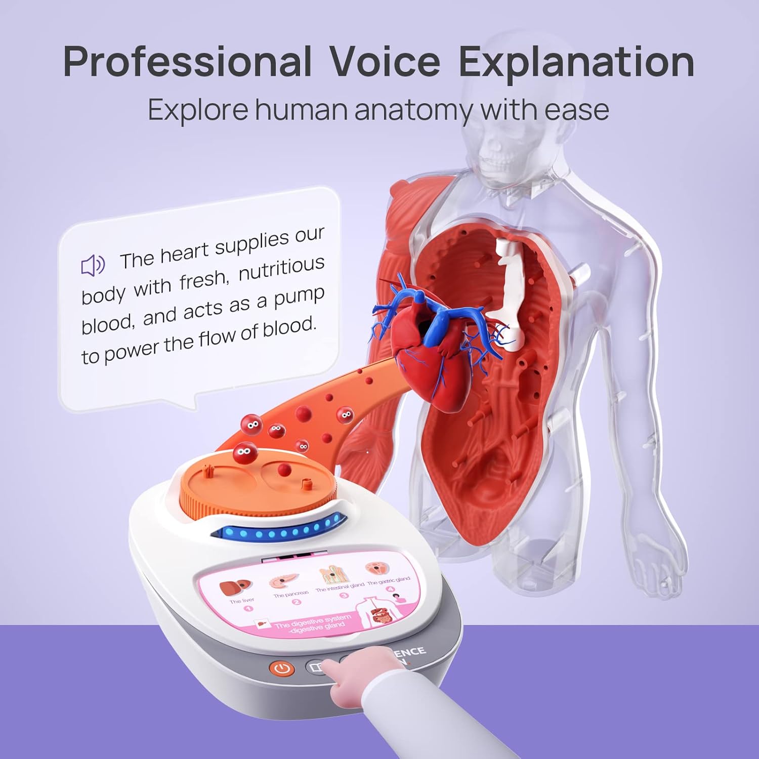 Human Body Model for Kids, Interactive Anatomy Learning Toys | 11" Human Anatomy Model, Knowledge/Quiz Mode, 15pcs