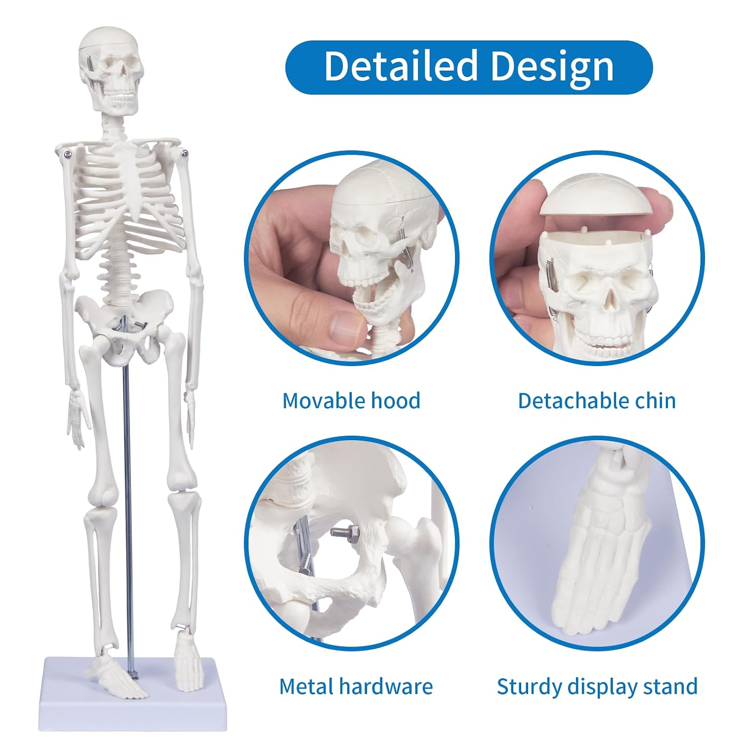 Human Skeleton Model for Anatomy: 17"H Mini Human Body Model with Movable Arms, Legs & Sturdy Stand, Scientific Bone