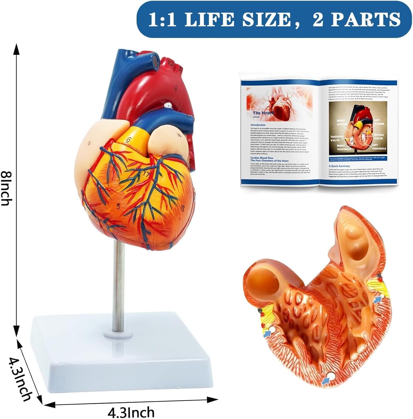 Human Anatomy Body Model Kit, Sets of 4 Human Heart Brain Torso and Skeleton Models Removable Parts with Anatomical