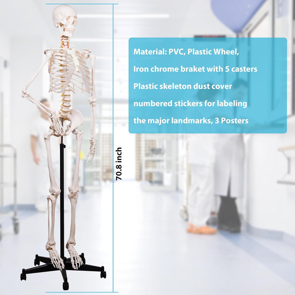 Human Skeleton Model for Anatomy -Life Size Anatomical Skeleton Medical Model with Nervous System 70.8 in with