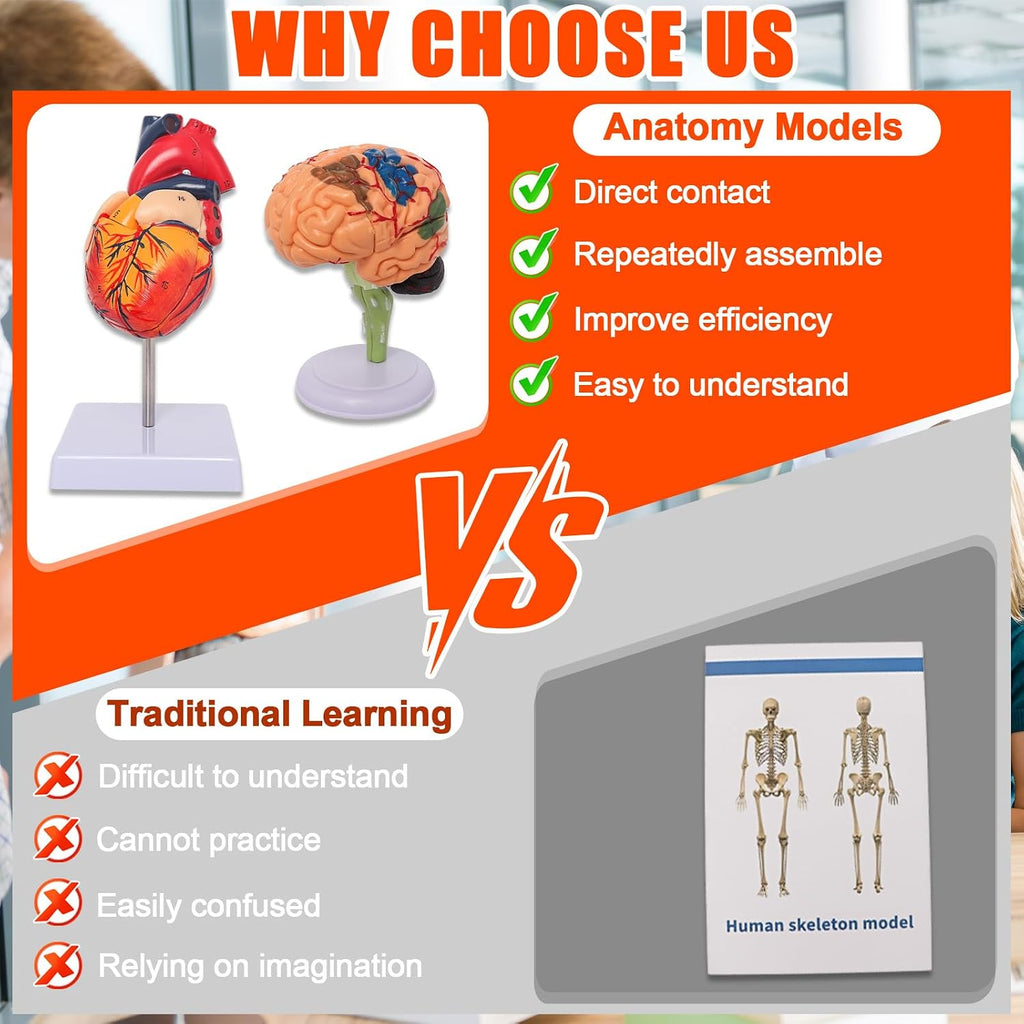 Human Anatomy Models Bundle Set, Brain, Human Torso Body, Heart & Skeleton | Non-Toxic PVC 3D Anatomy Models for
