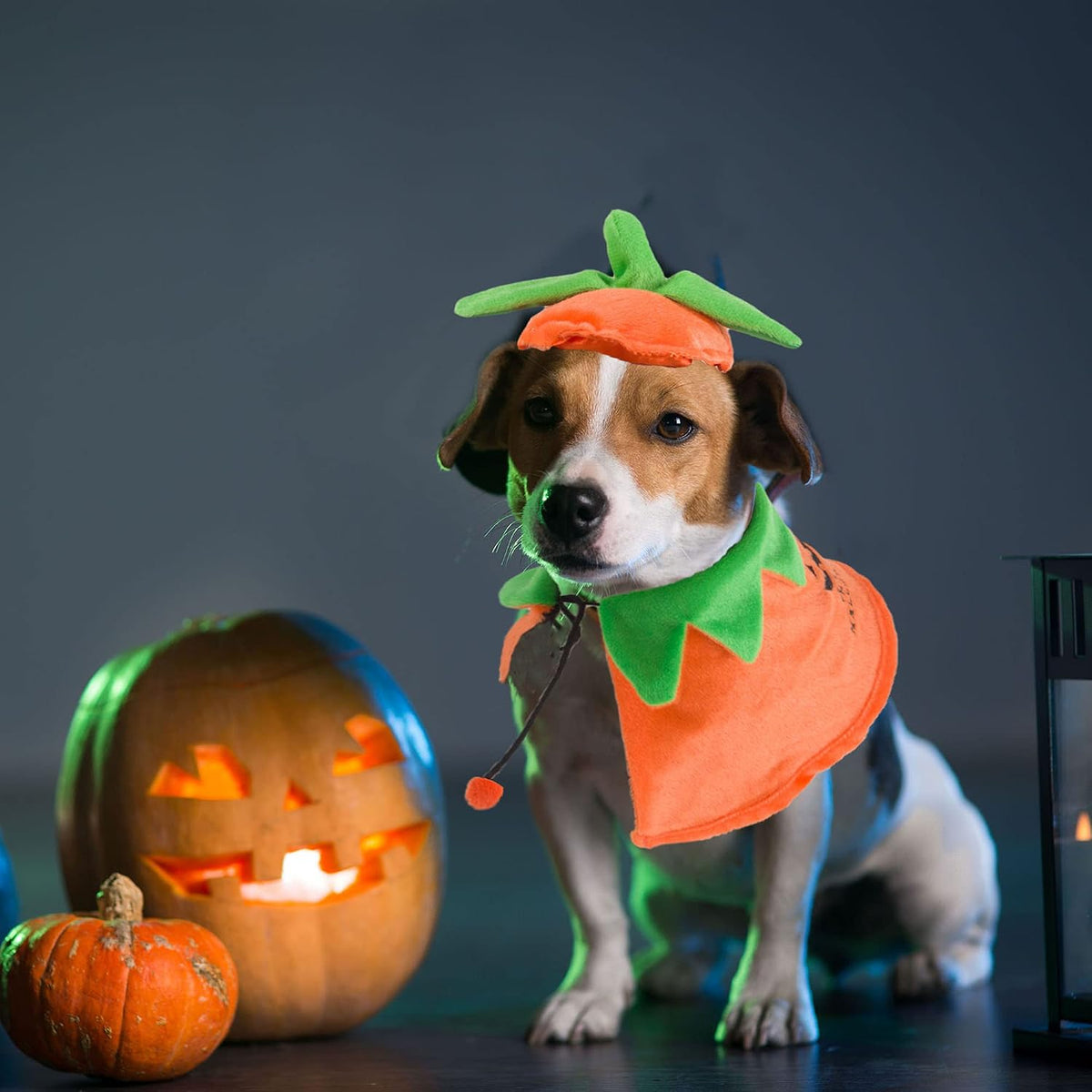 Halloween Pumpkin Dog Costume, Orange Dog Pumpkin Hat Cloak Set