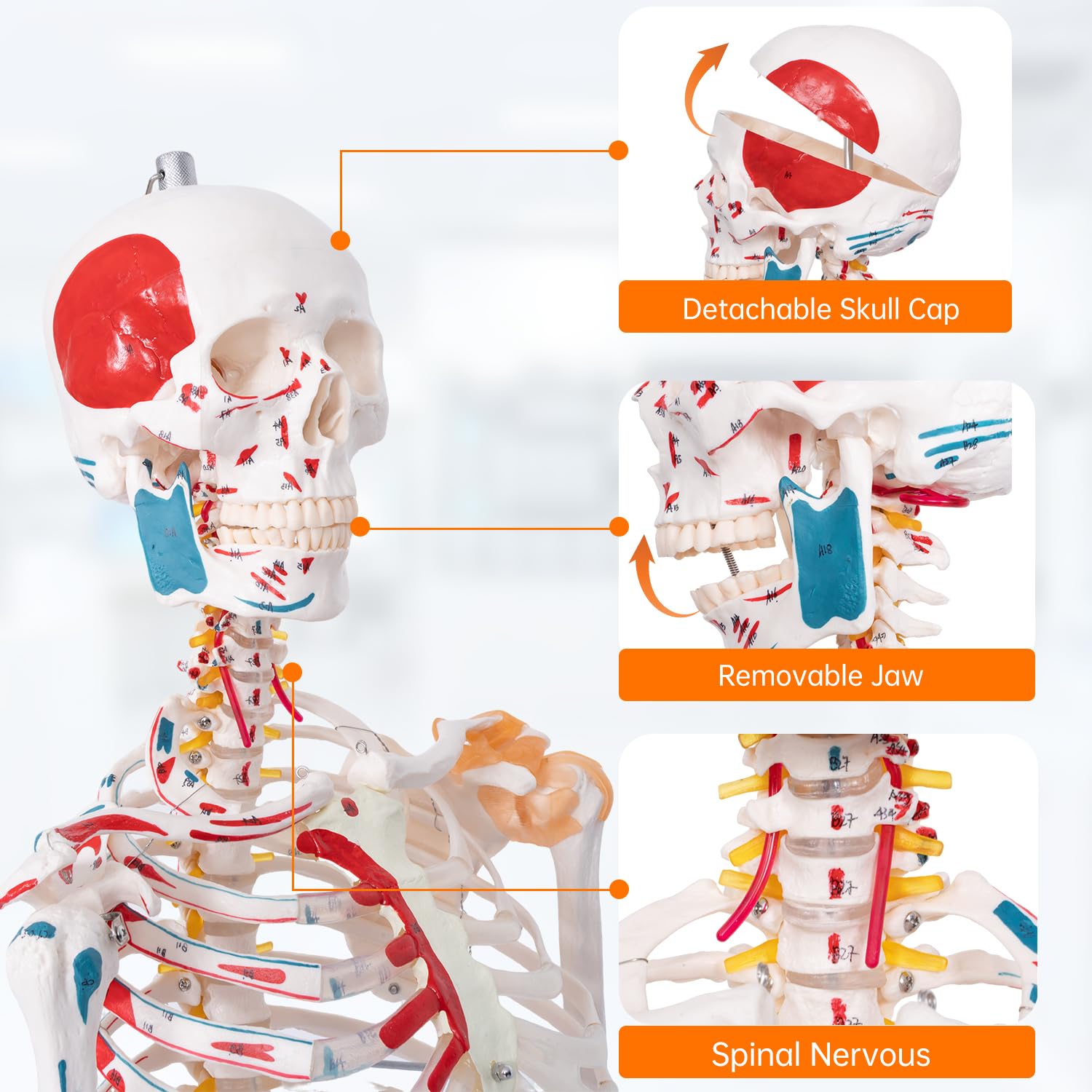 70.8" Human Anatomy Model,Skeleton Model Muscle Insertion & Ligaments | Full Size Posable Anatomy Skeleton,Muscle