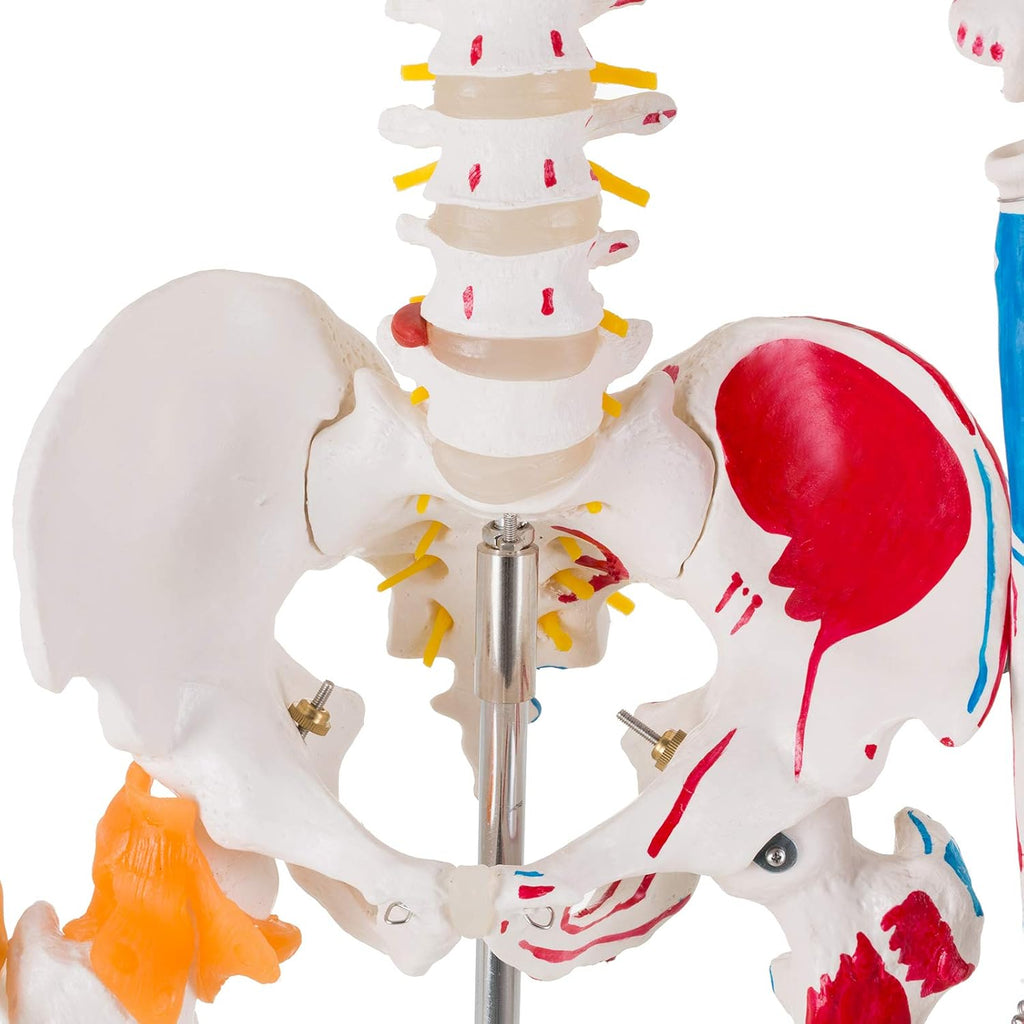 Human Skeleton Model, Life Size Anatomical Skeleton Replica with Spinal Nerves, Muscle Insertion and Origin Points