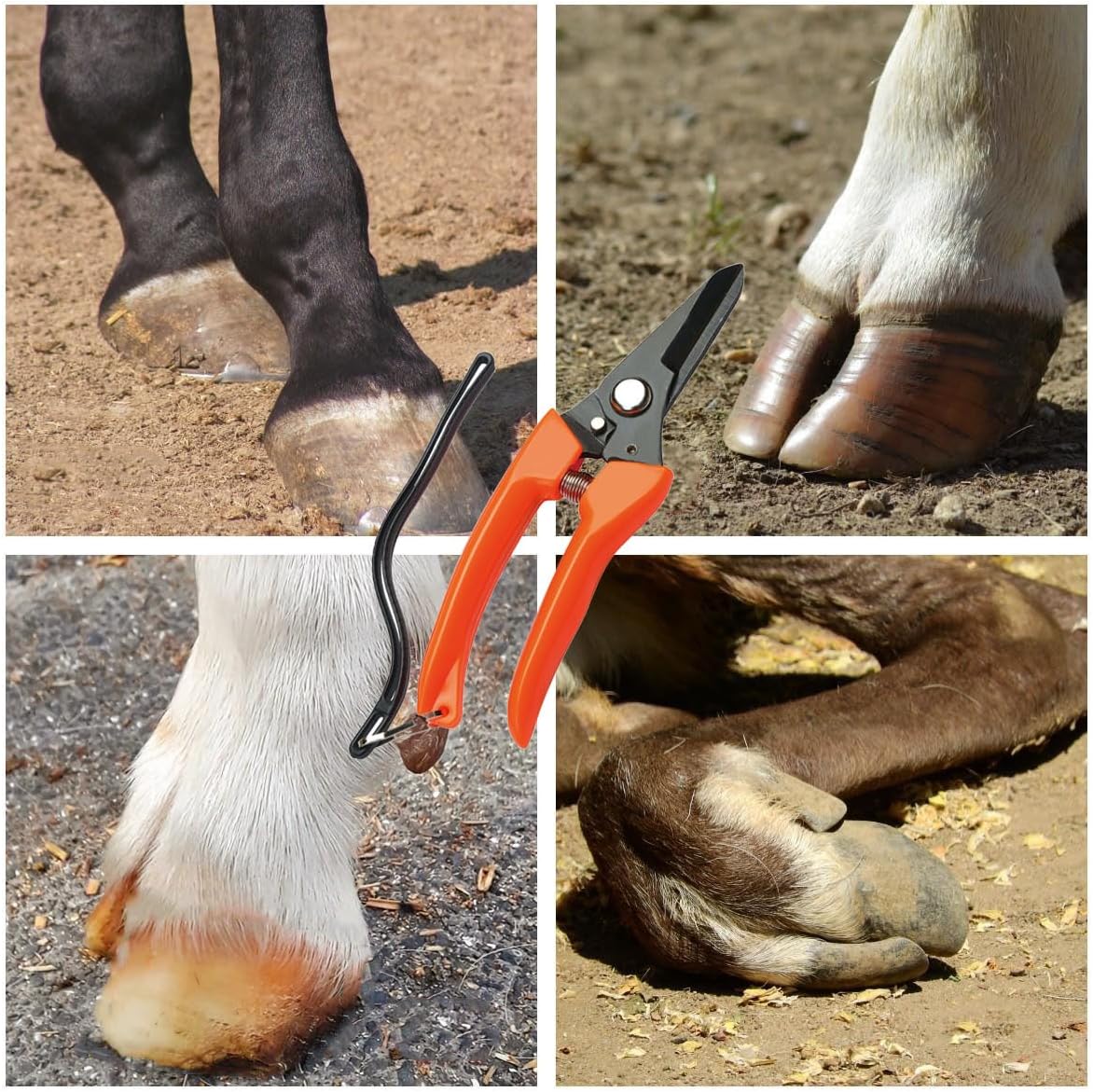 Hoof Trimming and hoof rasp Tools for Goats, Horses,Durable Carbon Steel Farrier Tools