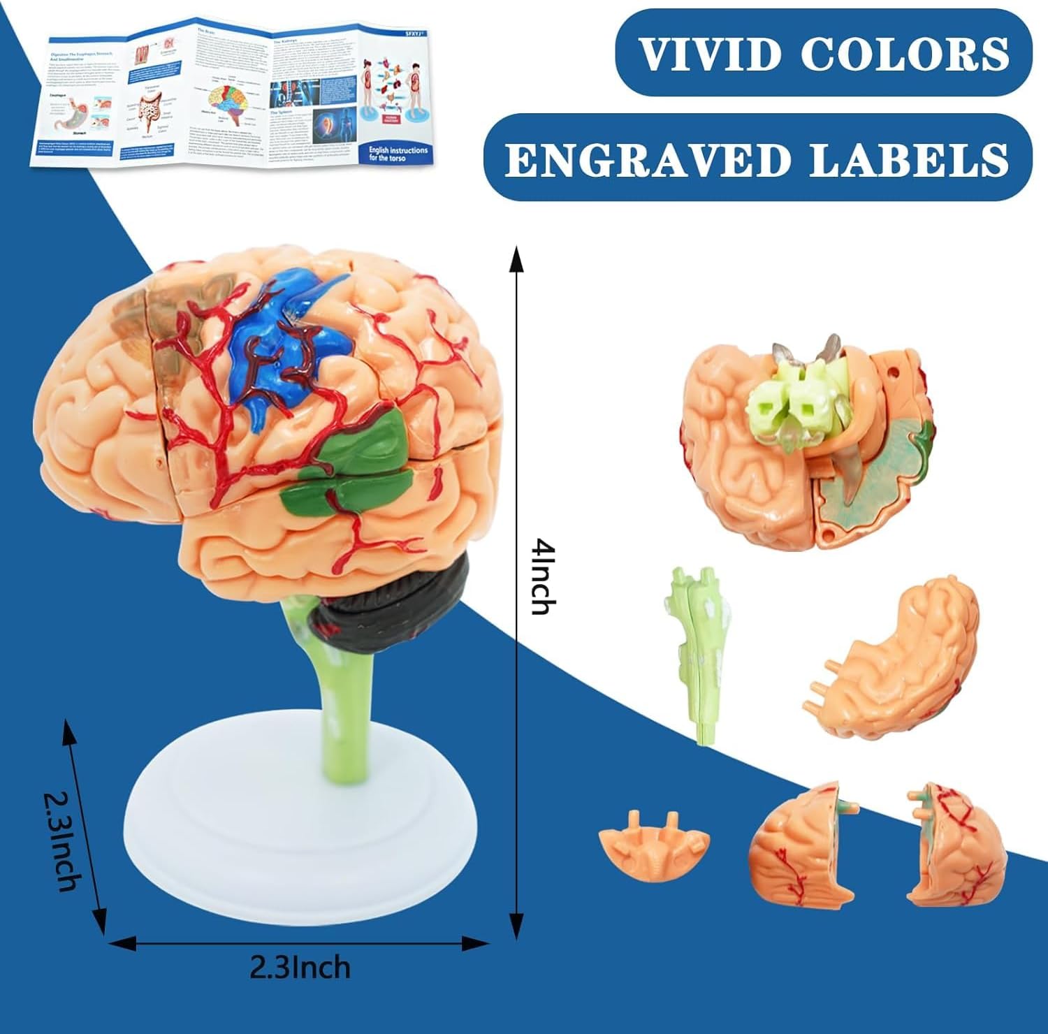 Human Anatomy Body Model Kit, Sets of 4 Human Heart Brain Torso and Skeleton Models Removable Parts with Anatomical
