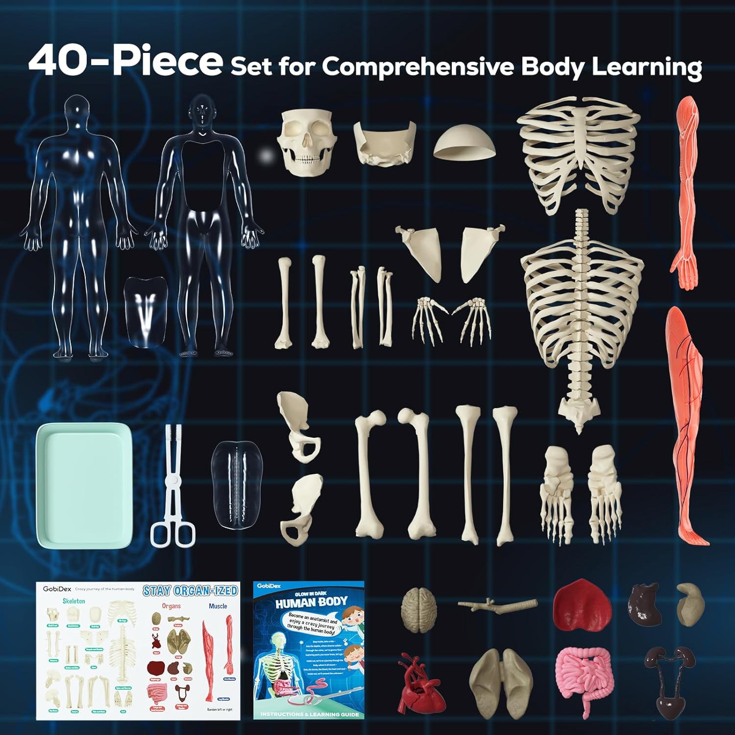 Human Body Skeleton Model Kit, Glow in The Dark Science Kit for Kid | 40 Piece Anatomy Figure, STEM Educational Toys