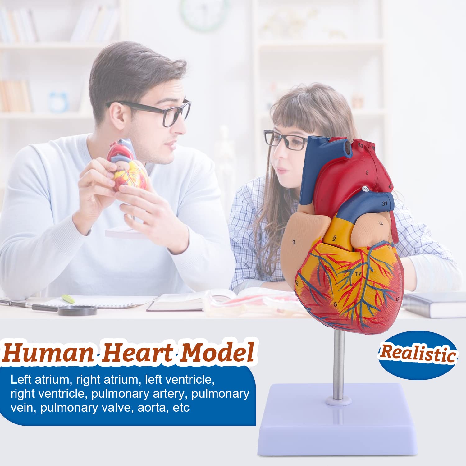 Human Heart & Body Torso & Skeleton Anatomy Model - Anatomical Assembly Model of Human Organs Mini Human Skeleton