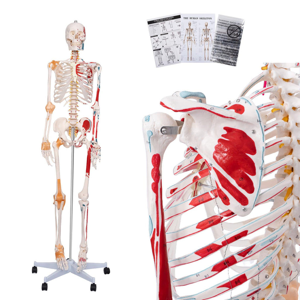 70.8" Human Anatomy Model,Skeleton Model Muscle Insertion & Ligaments | Full Size Posable Anatomy Skeleton,Muscle