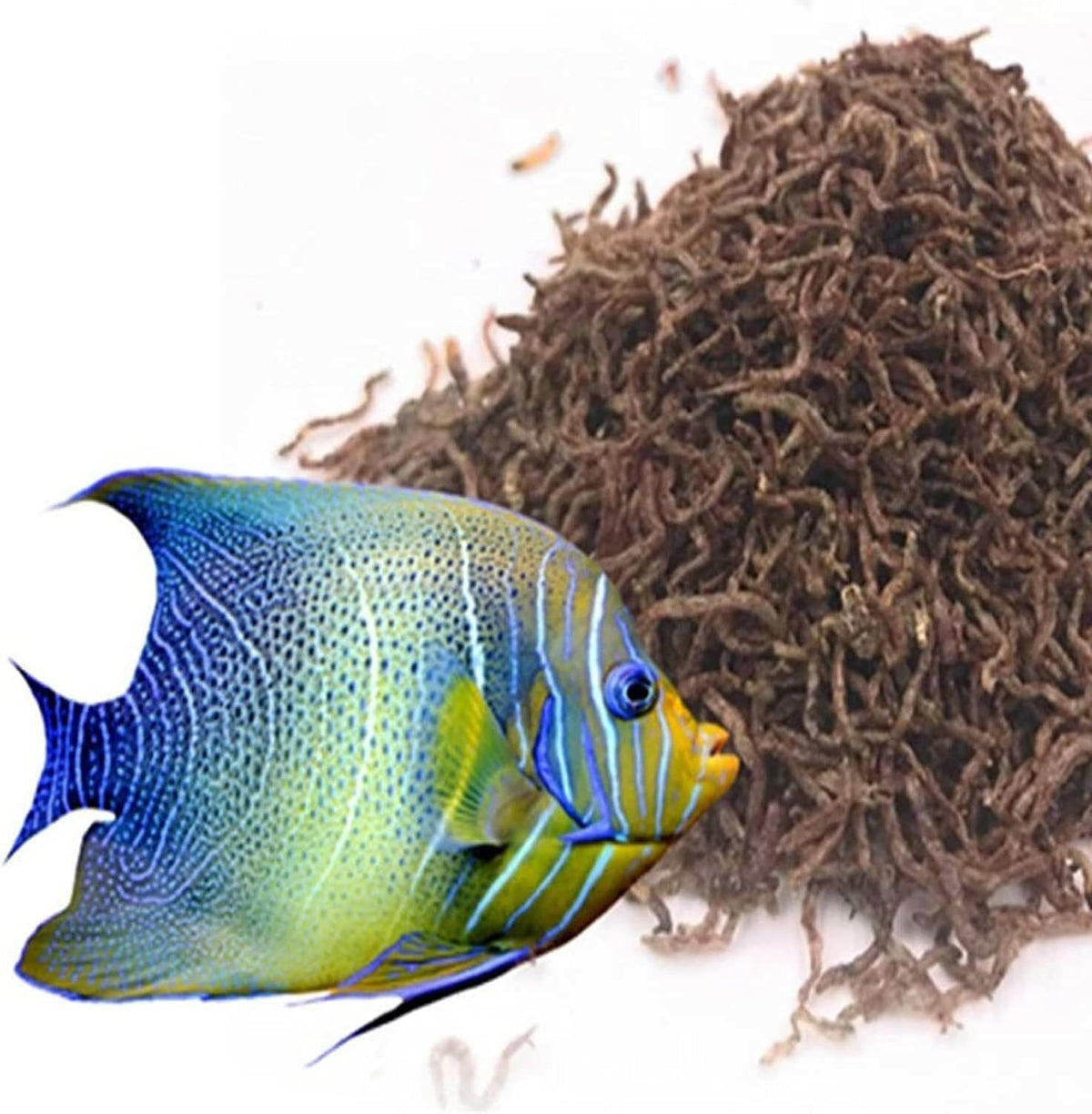 Bloodworms, Grade A Freeze Dried Bloodworms for All Tropical Fish, Cichlids, Discus, Tetras, Goldfish, Bettas, Angel