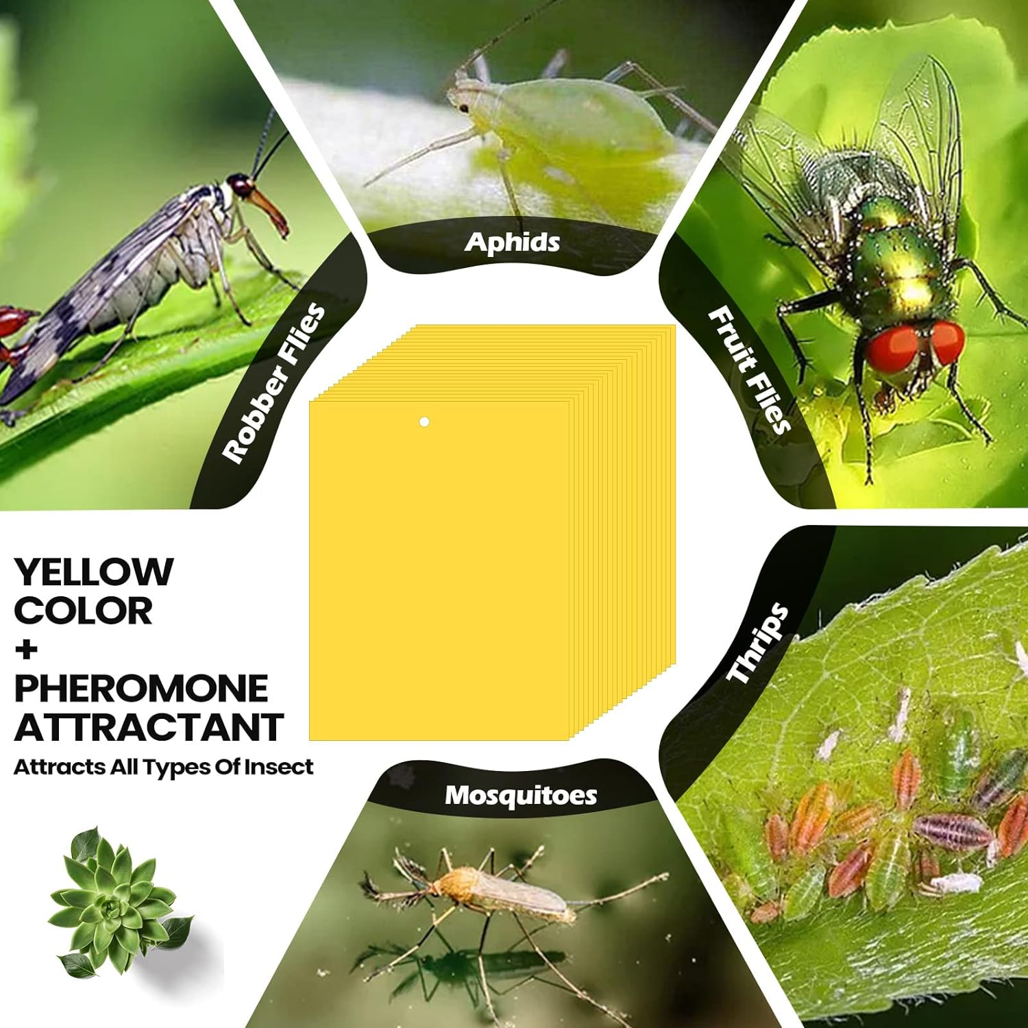 100 Pcs 6x8 Inch Yellow Sticky Traps for Gnats, Dual-Sided Sticky Gnat Traps for Indoor Outdoor Plants, Pest Control