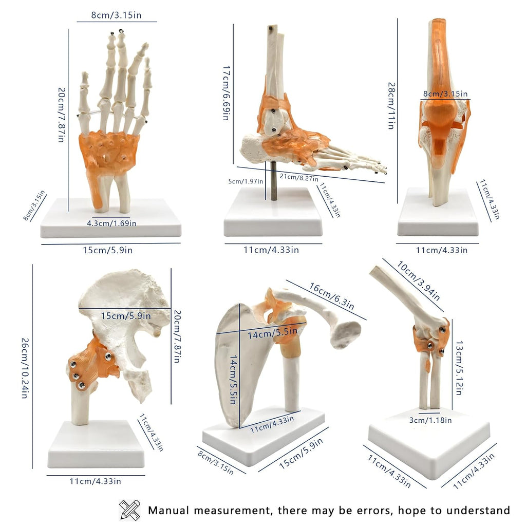 6 pcs/Set Anatomy Models Human Shoulder Elbow Hip Knee Hand Foot Joint Bone Models Human Joint Anatomy Model Science