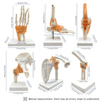 6 pcs/Set Anatomy Models Human Shoulder Elbow Hip Knee Hand Foot Joint Bone Models Human Joint Anatomy Model Science