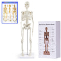 Human Skeleton Model for Anatomy: Scientific Model with Movable Arms, Legs & Display Stand - 17" Mini Human Skeleton