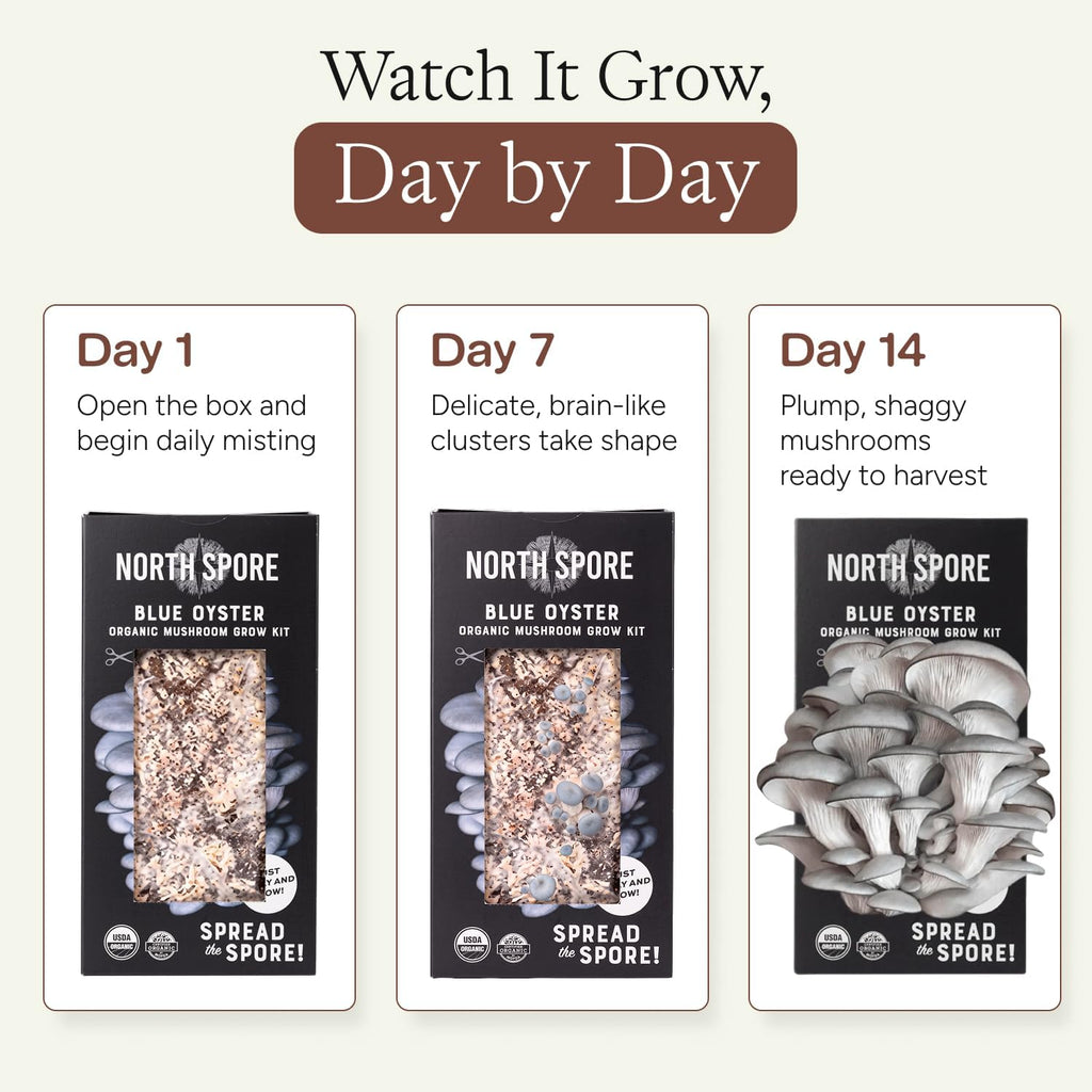Organic Blue Oyster Mushroom Grow Kit, 4 lbs