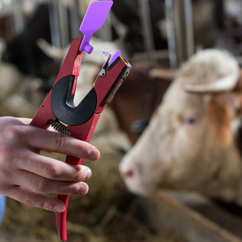 100 Pcs Blank Cattle Ear Tags Large Plastic Animal Cow Tags, Purple