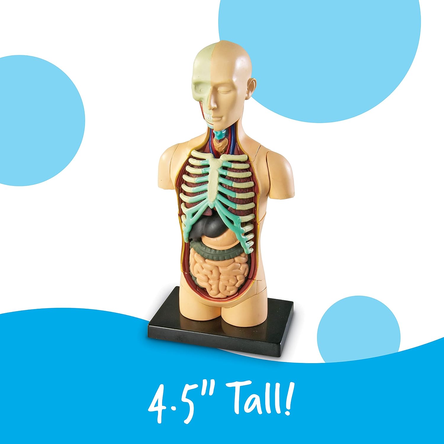 Human Anatomy Model Body | Science Classroom Demonstration Tools, Realistic Human Anatomy Display, 31 Pieces, Grades
