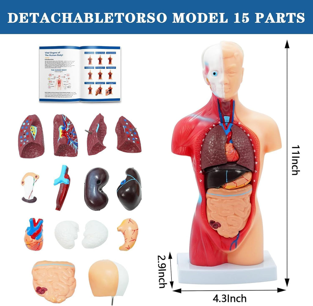 Human Anatomy Body Model Kit, Sets of 4 Human Heart Brain Torso and Skeleton Models Removable Parts with Anatomical
