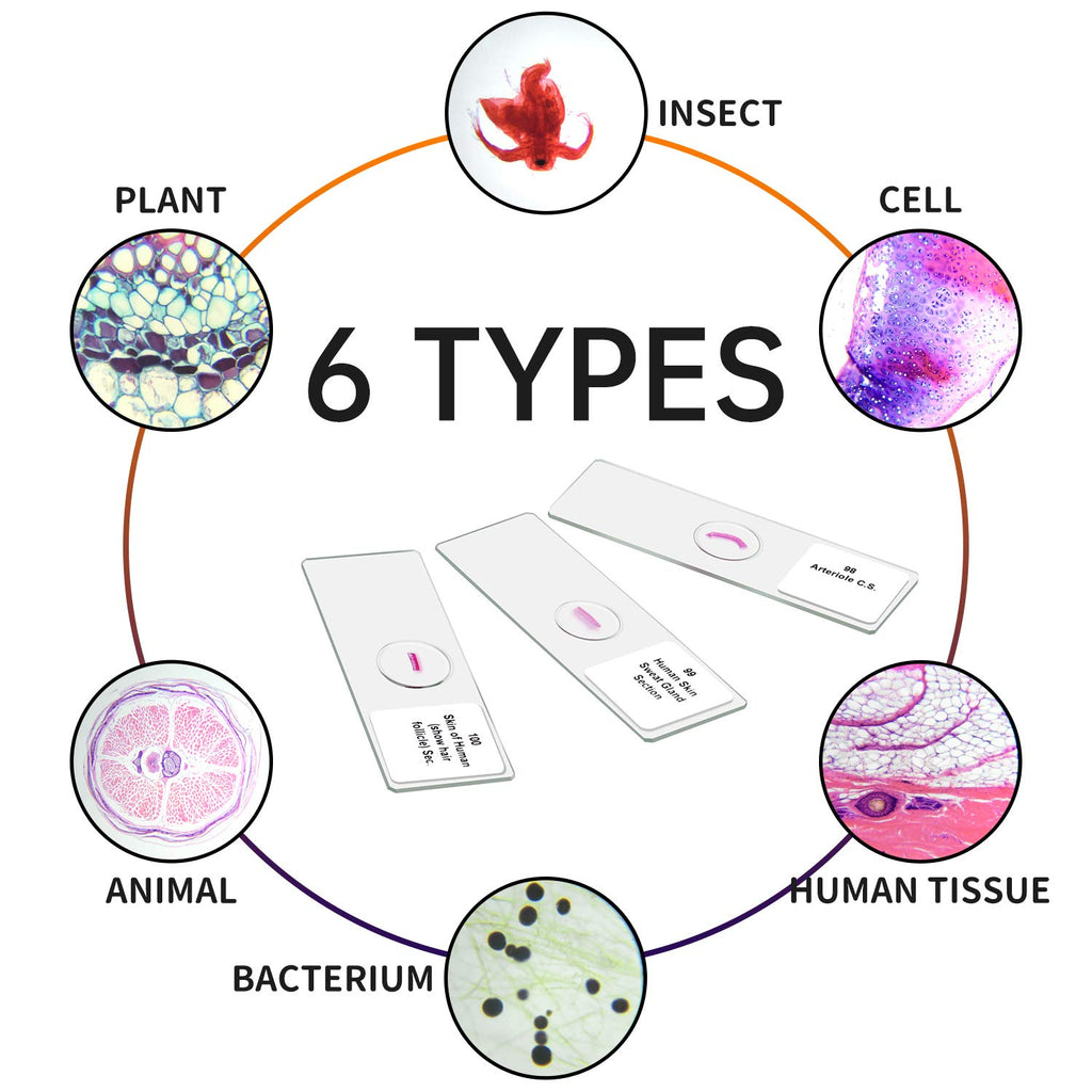 100 Prepared Microscope Slides Specimens, Kids Students STEM Science | Animal Plant Insect Specimens, Labels Round