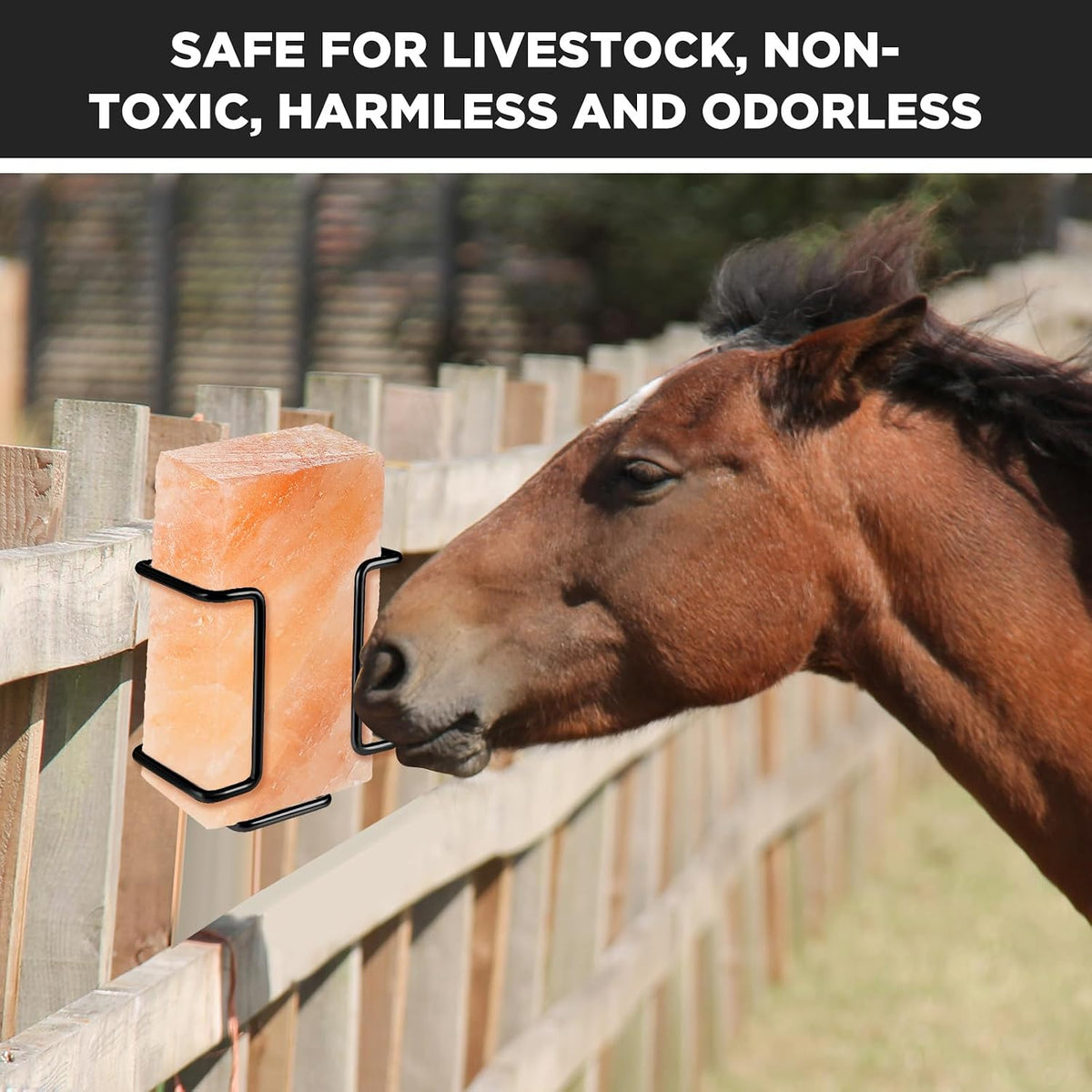 4 Pack 4lb Salt Block Holders for Deer Horses Goat, Black