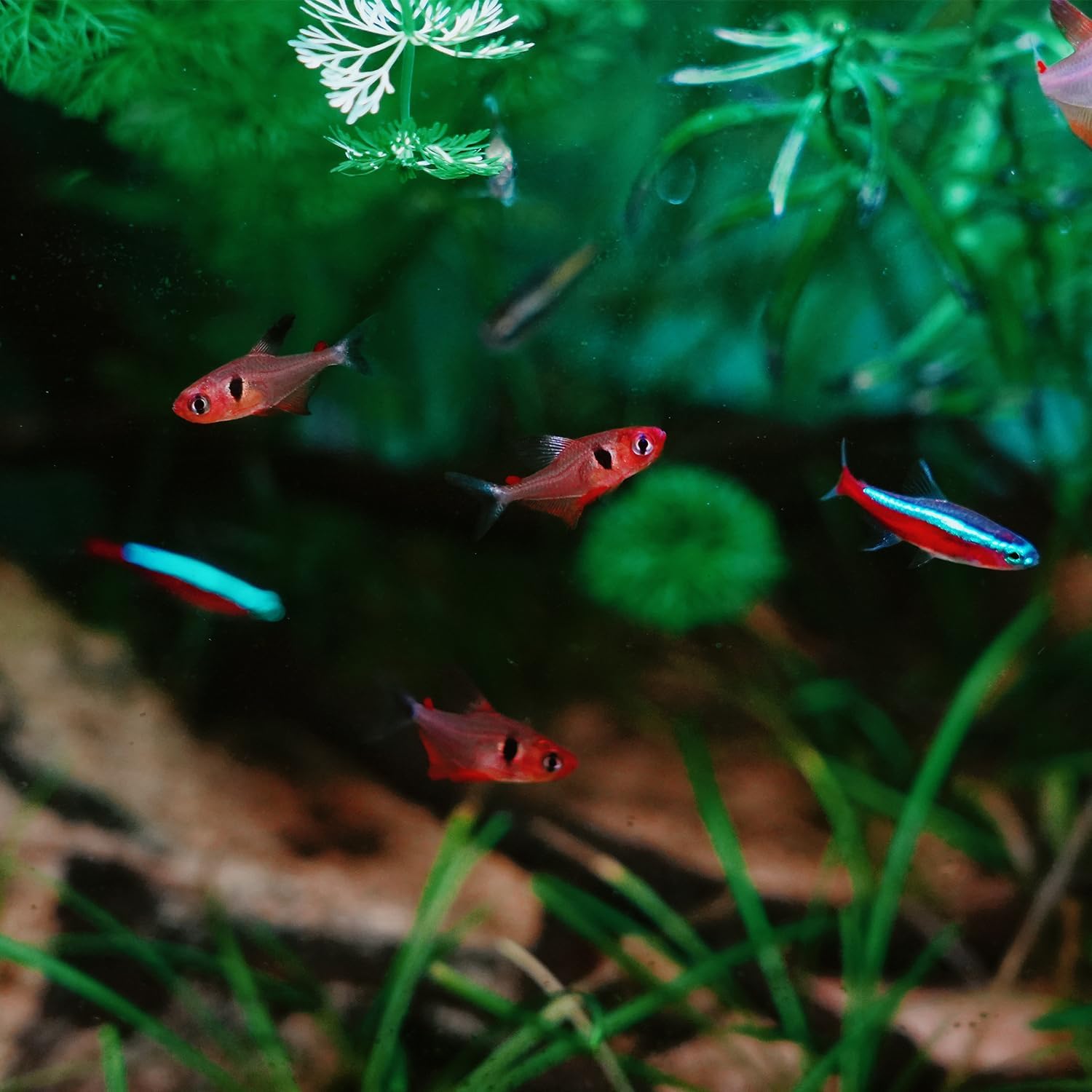 Slim Clip-On Aquarium Light 360° Adjustable LED Fish Tank Light for 1-5 Gallon Tanks, Enhances Fish Colors and