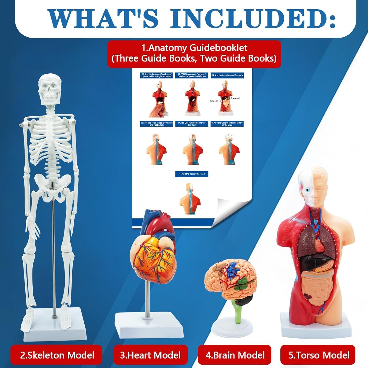 Human Anatomy Body Model Kit, Sets of 4 Human Heart Brain Torso and Skeleton Models Removable Parts with Anatomical