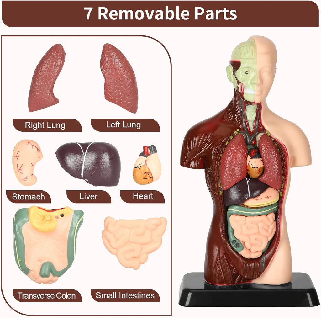 Human Body Model, 8 Pcs Removable with Skeleton Model for Kids | 9.6 inch Human Torso Anatomical Model with Various